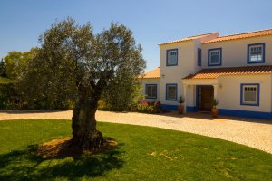 Villa Danina mit Parkplätzen und Olivenbaum