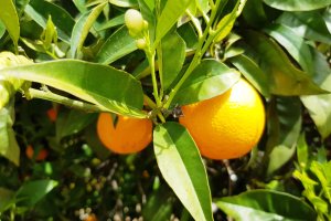 Orangen aus dem Obstgarten der Villa Mar á Vista